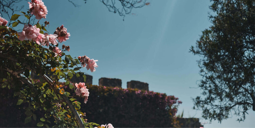 Website_Verdelago_23