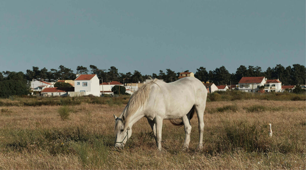Website_Verdelago_54