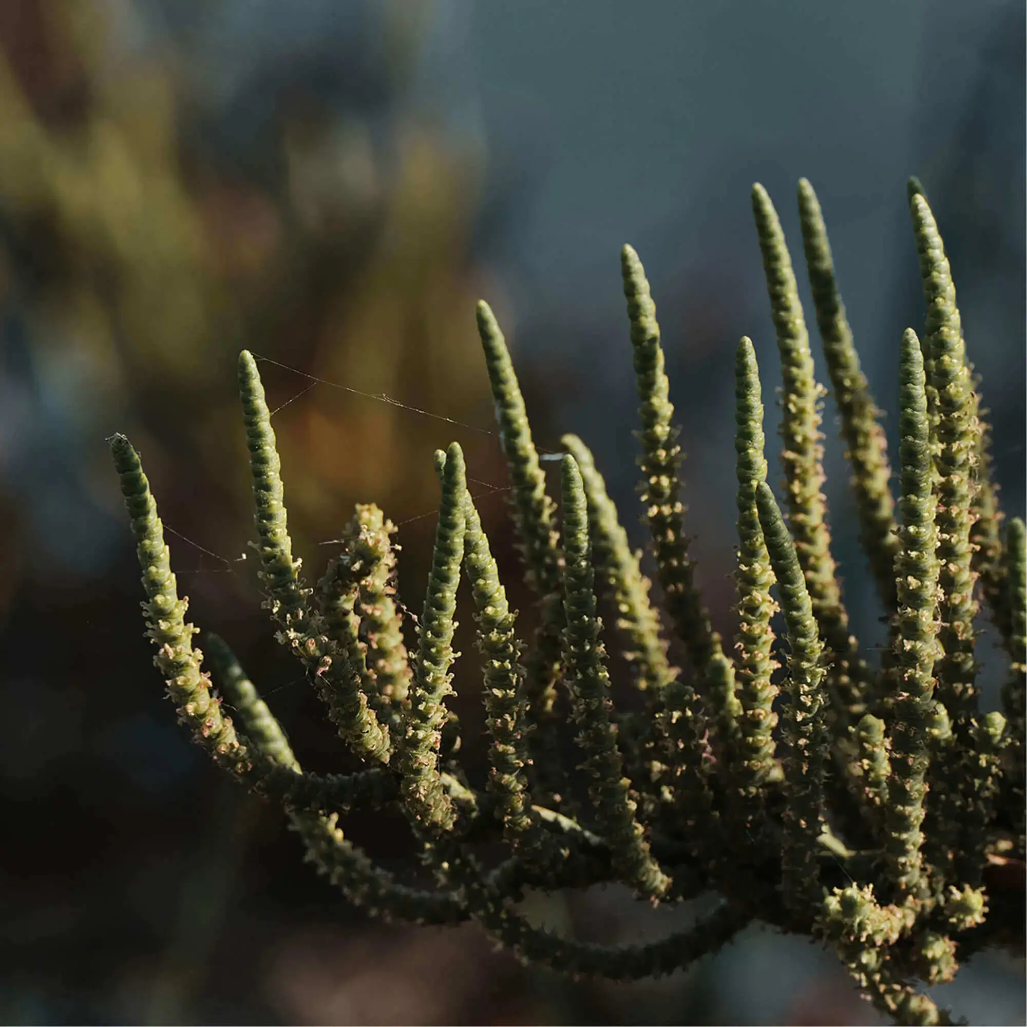 Website_Verdelago_119